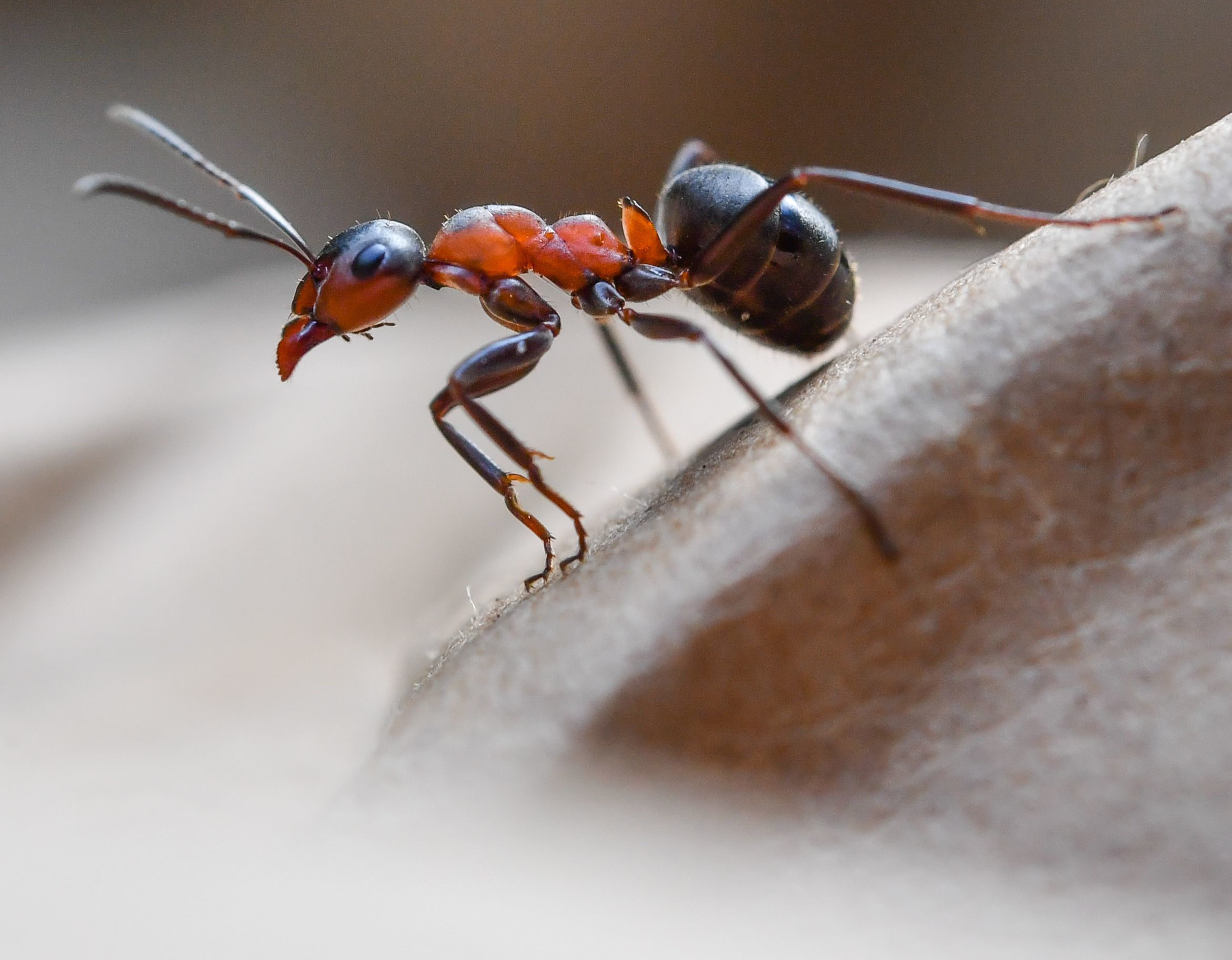 A European Wood Ant