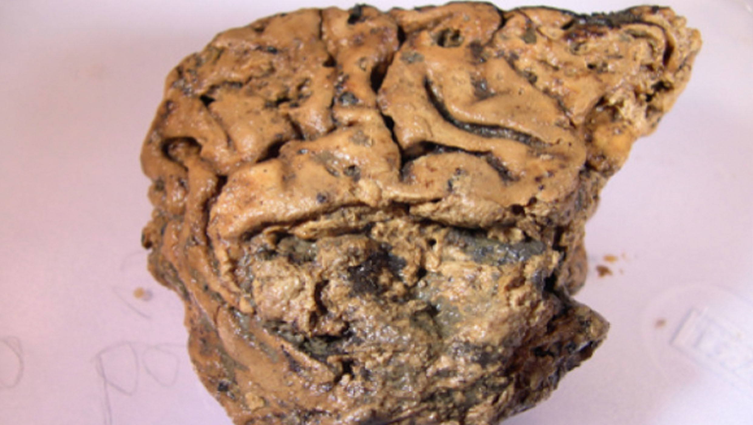 ancient brain