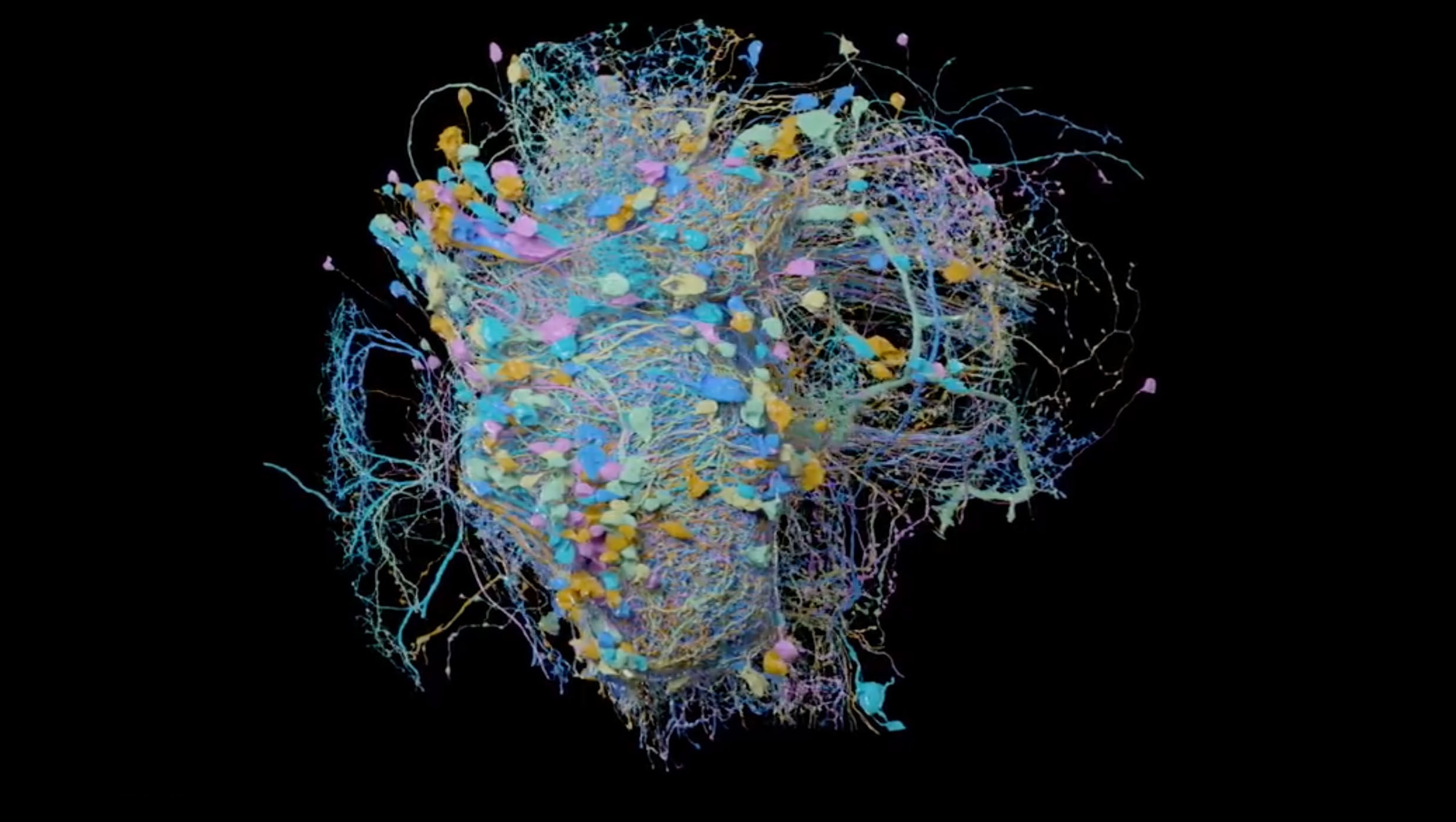 Brain карта. Нейрокарты мозга. Подробная карта мозга. Интерактивная карта мозга. Карта мозга 3d модель.