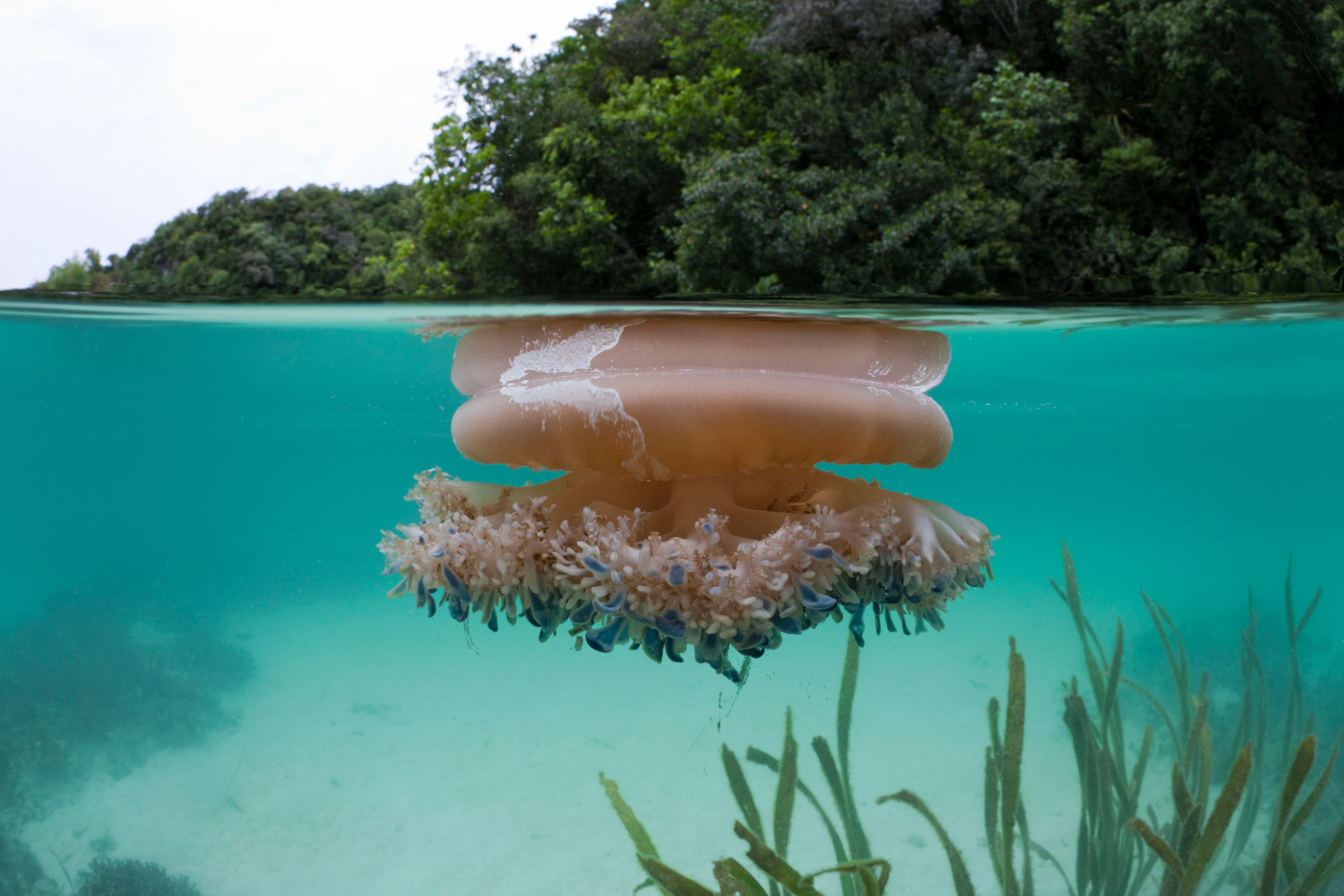 Upside-Down Jellyfish