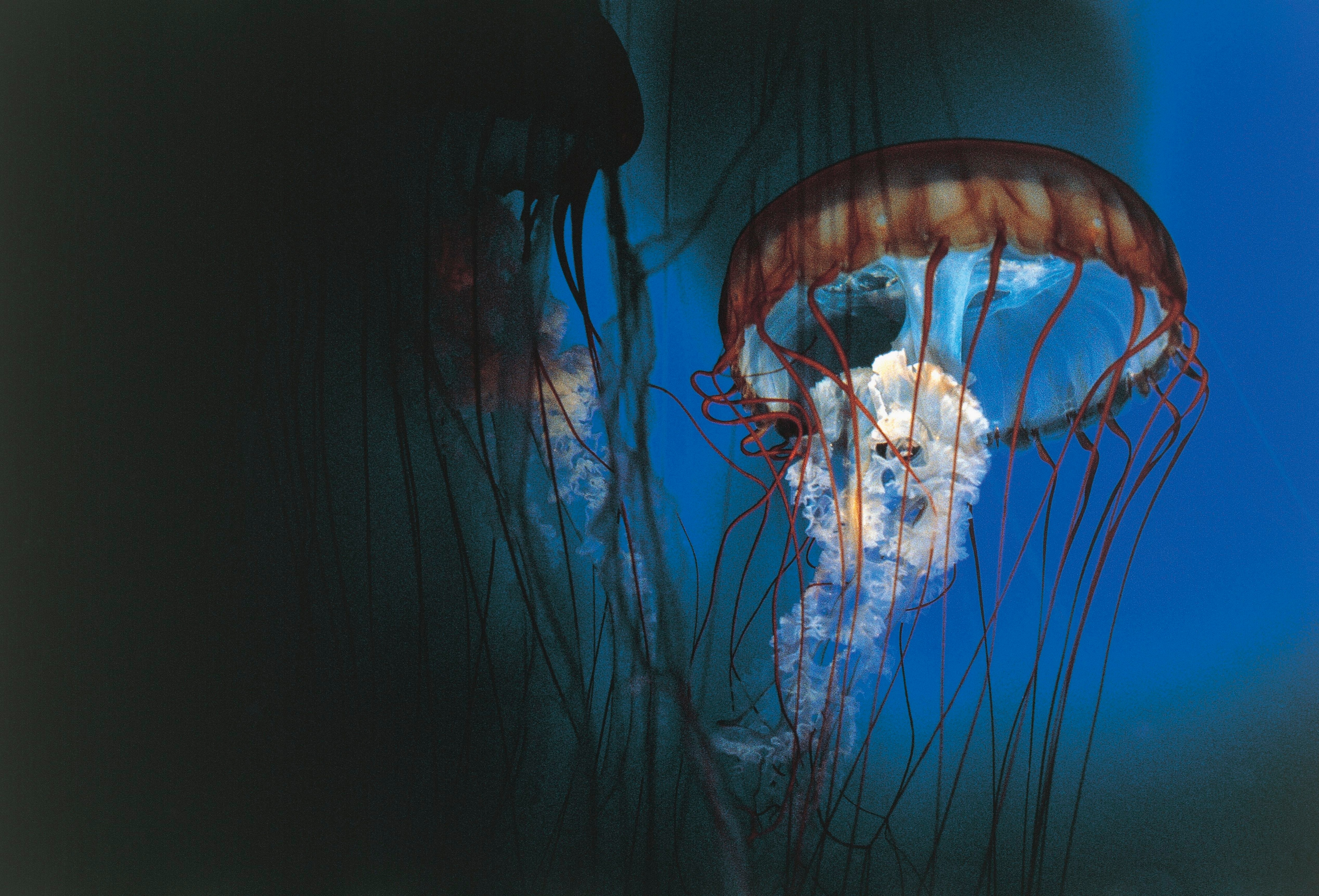 An underwater jellyfish