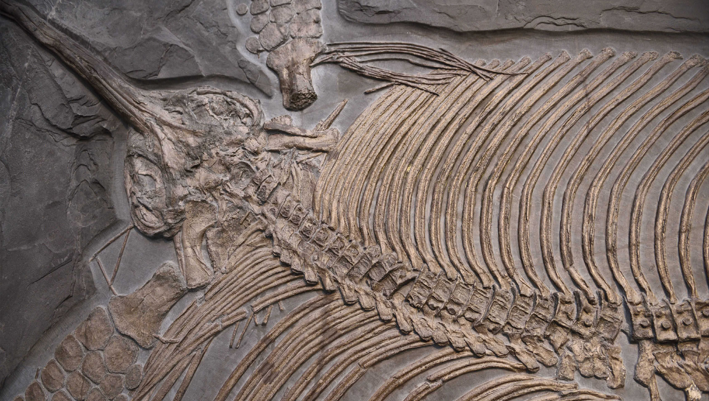 ichthyosaur fossil