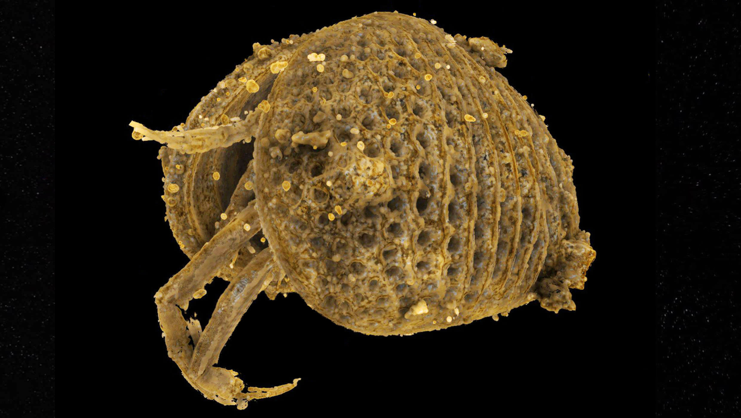 fossilized ostracod