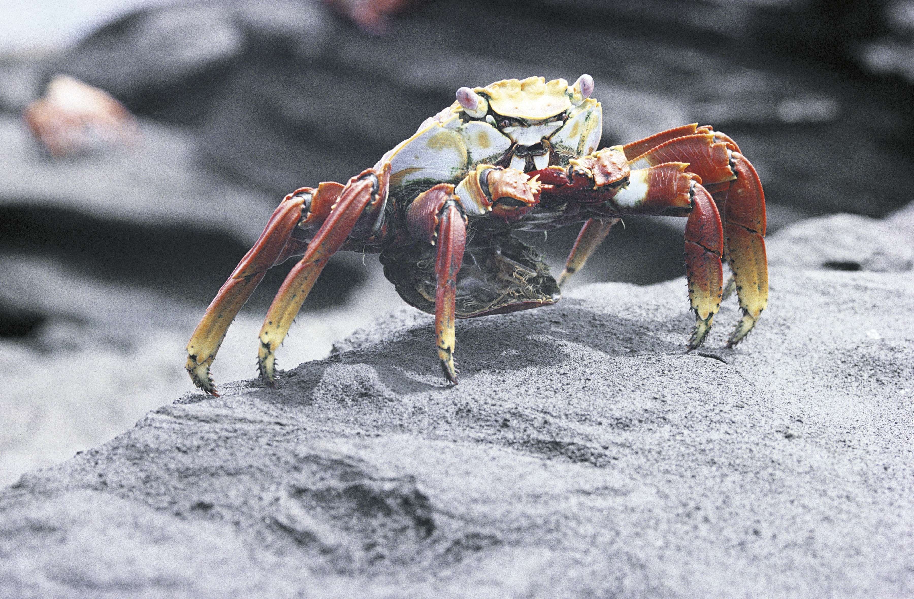 A rock crab in the Galapagos Islands