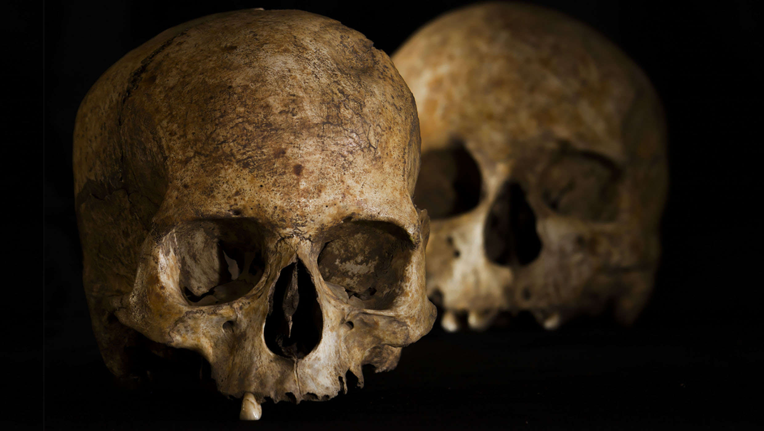 Neolithic skulls