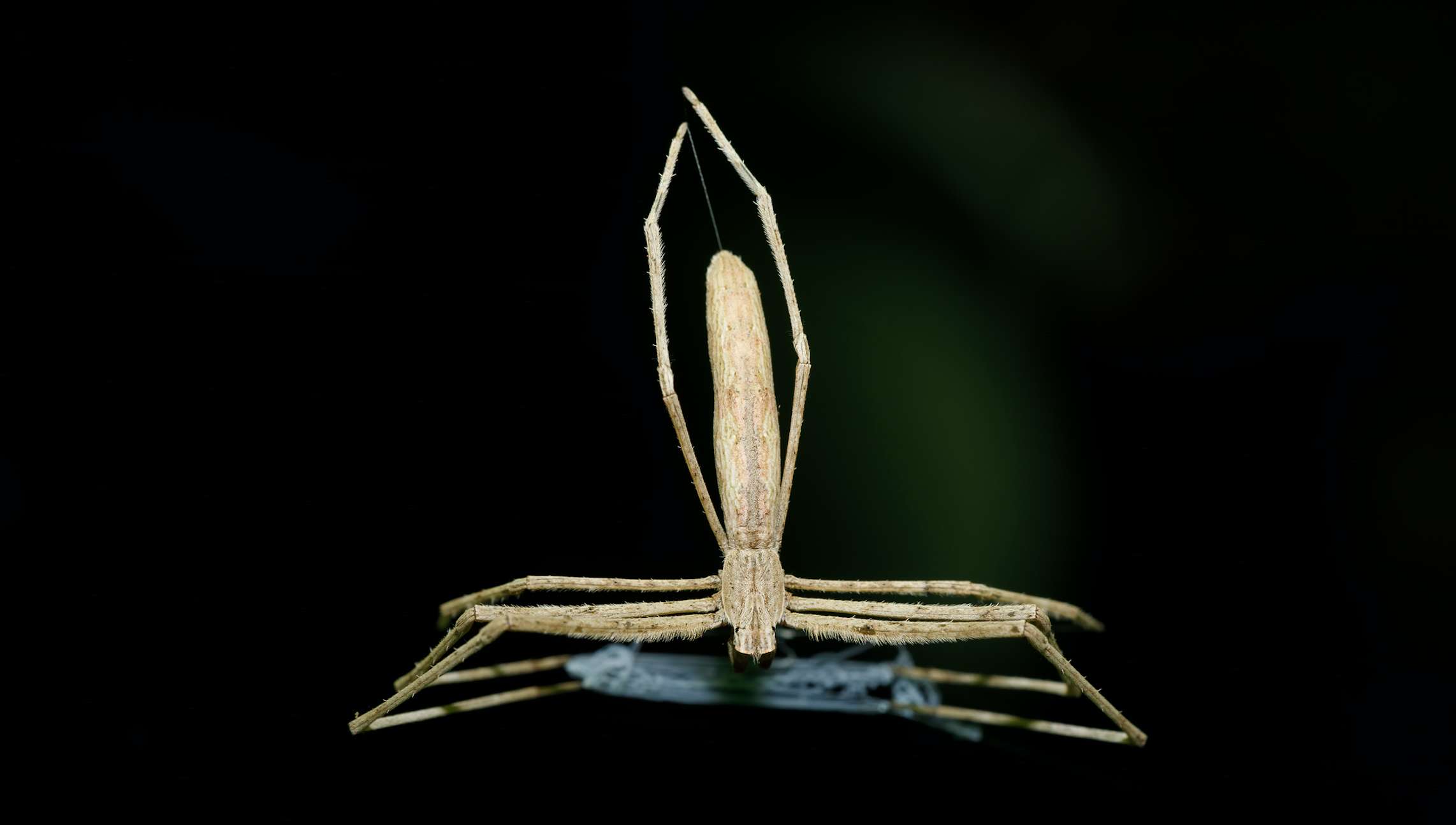 spider 4