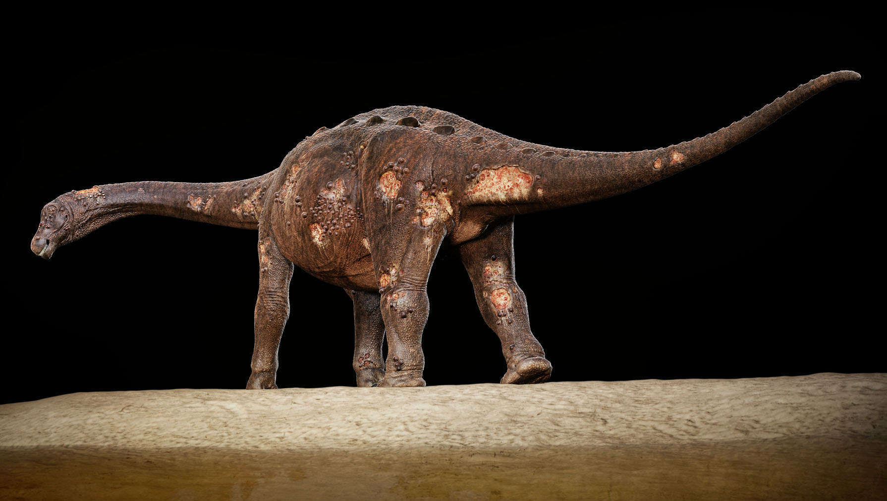 Titanosaur with osteomyelitis