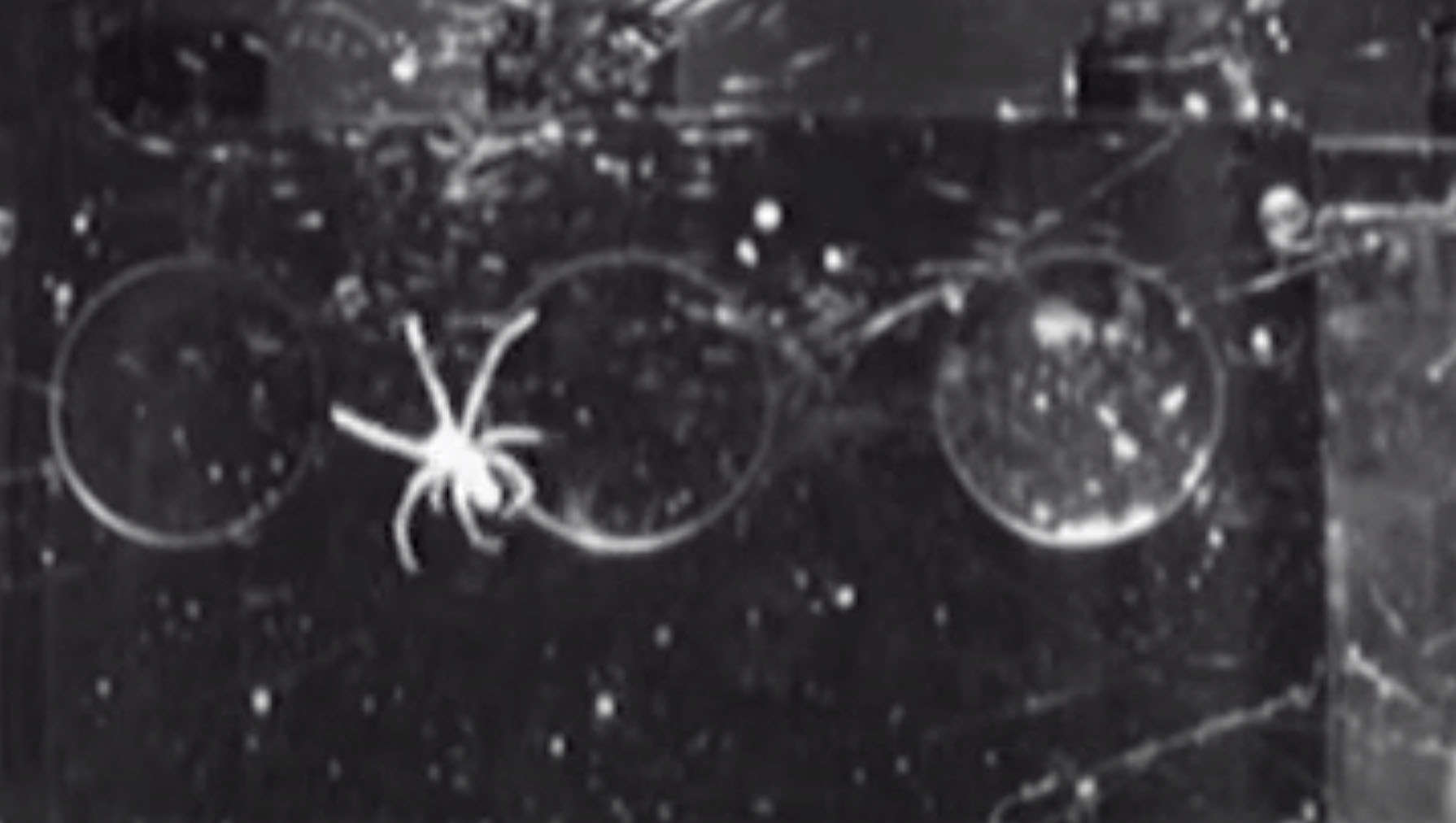 spider spinning its web in space