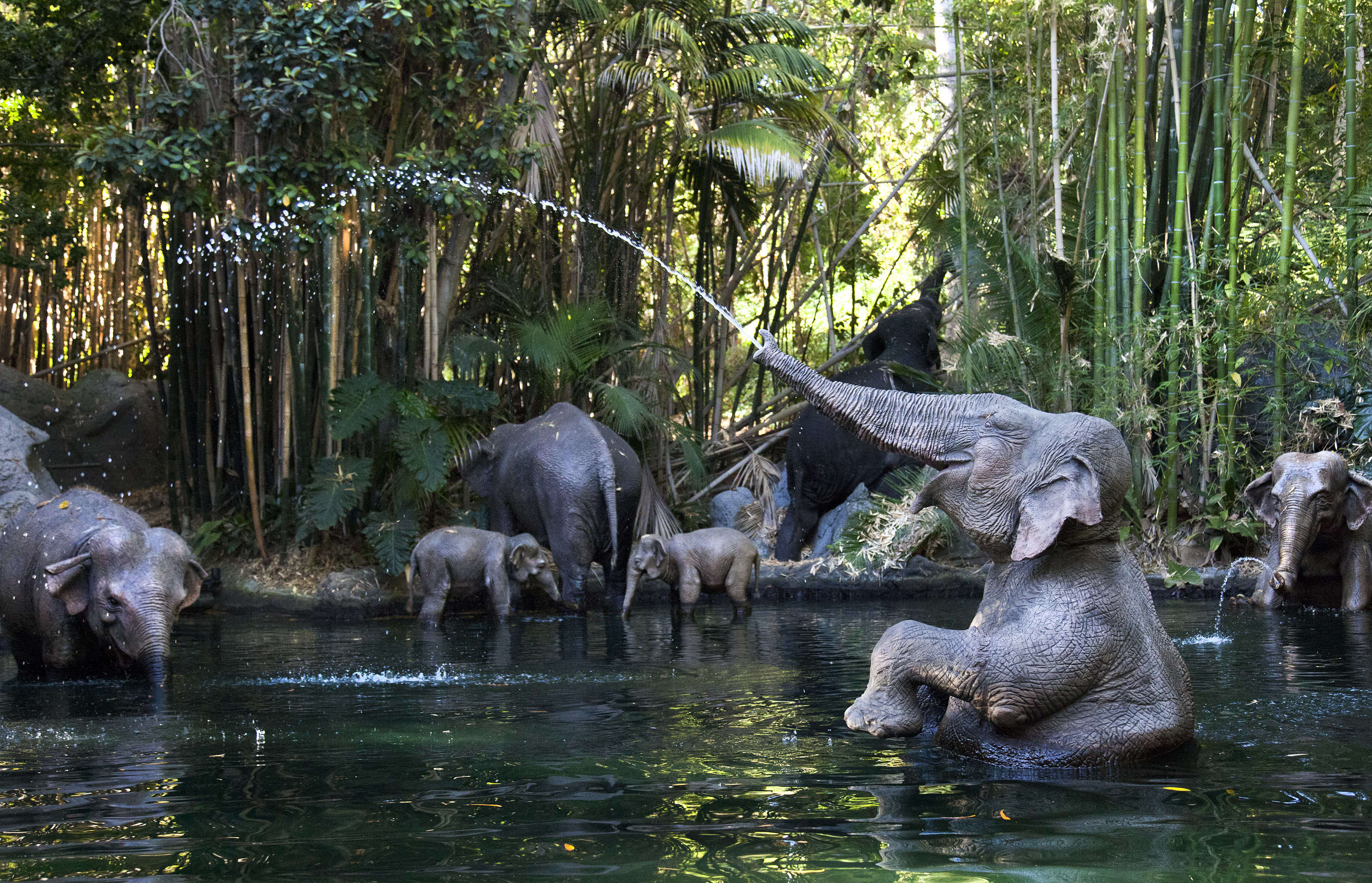 An elephant spouting water on Disney's Jungle Cruise
