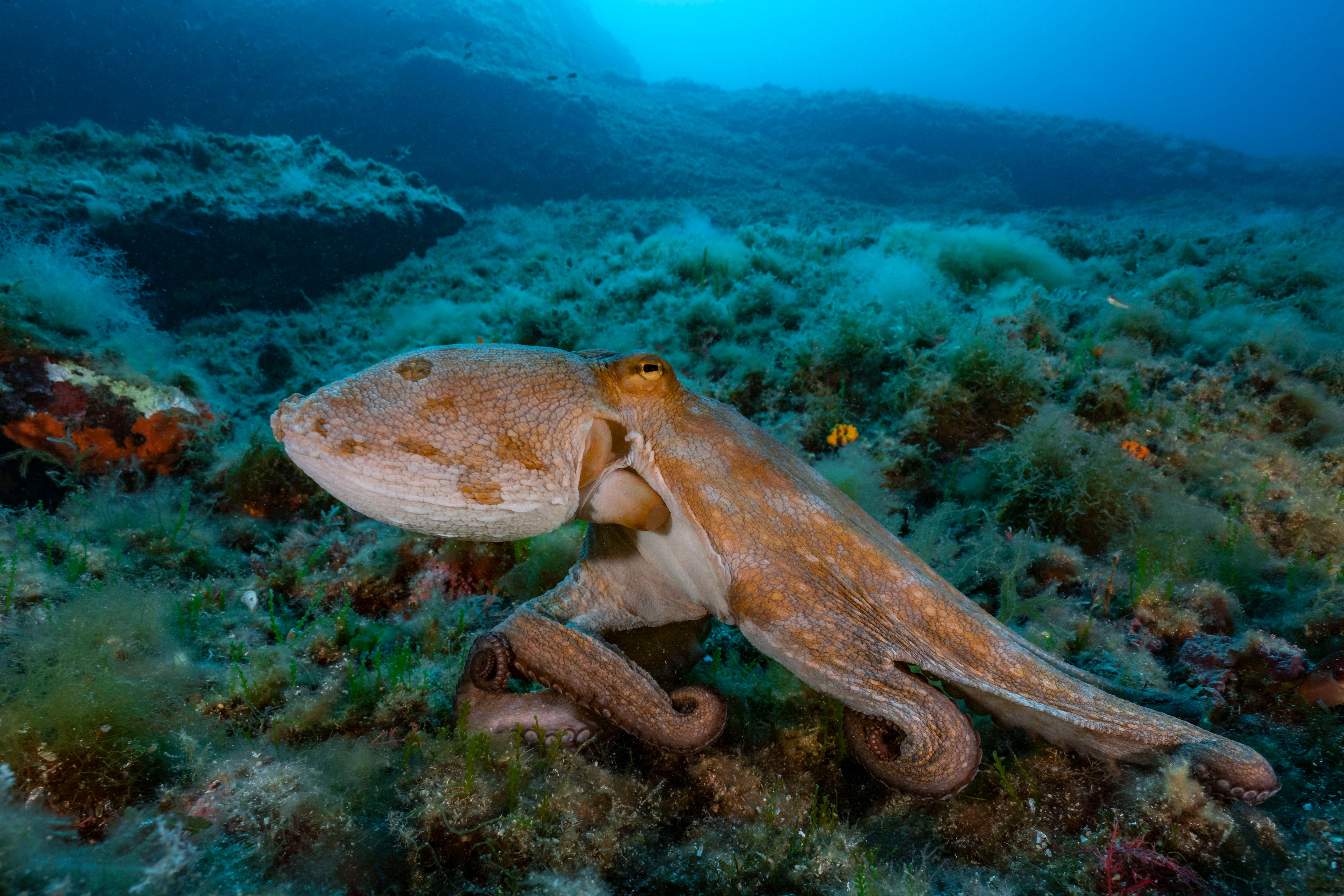 Octopus on the sea floor