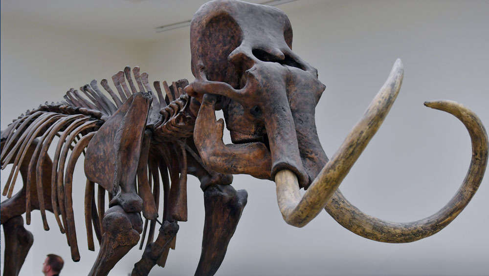 woolly mammoth skeleton