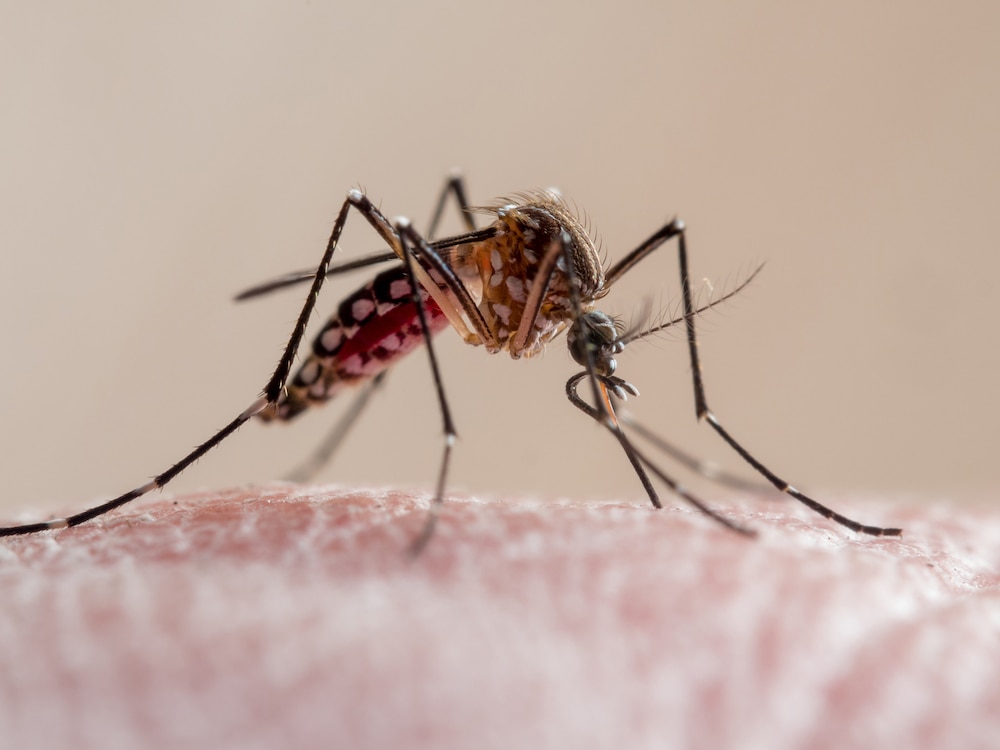 Liz Aedes aegypti mosquito GETTY