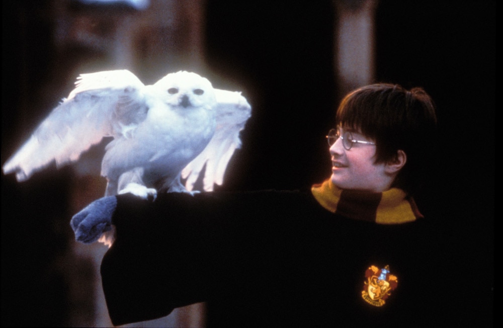 Hedwig Harry Potter and the Philosopher's Stone Still