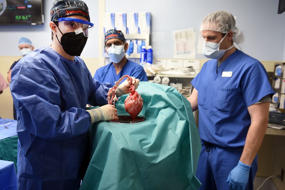 Cassidy Pig Heart Transplant PRESS