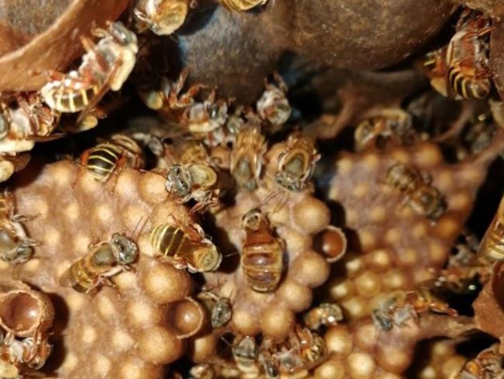 In a beehive’s game of thrones, one queen lives and thousands are slaughtered