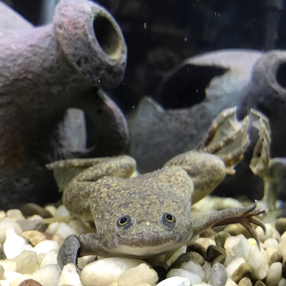 Cassidy African clawed frog GETTY