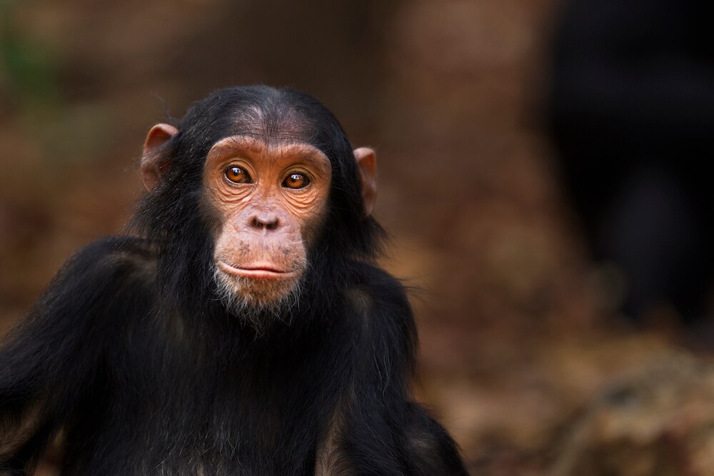 Liz  chimpanzee GETTY
