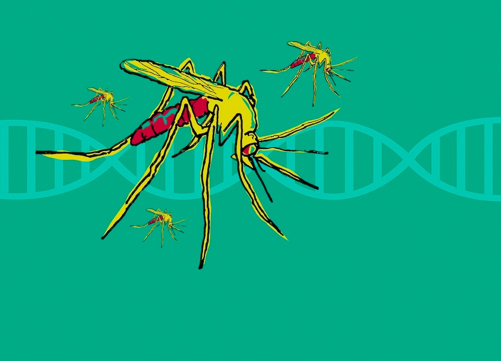 Cassidy DNA and mosquito GETTY