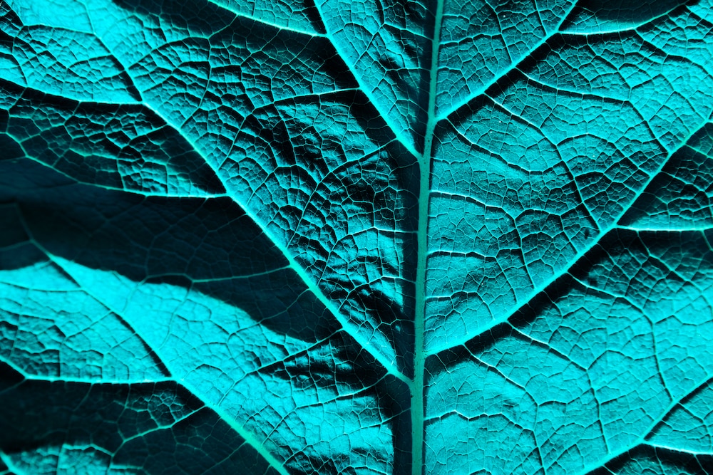Liz turquoise leaf GETTY