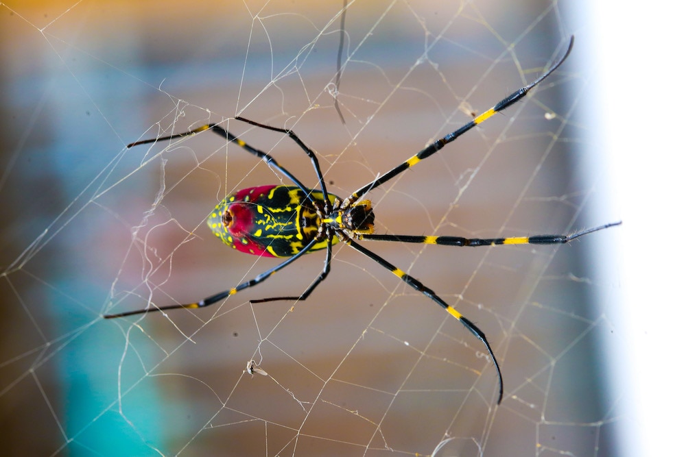 The Joro spider invades eastern US: How the insects are parachuting in