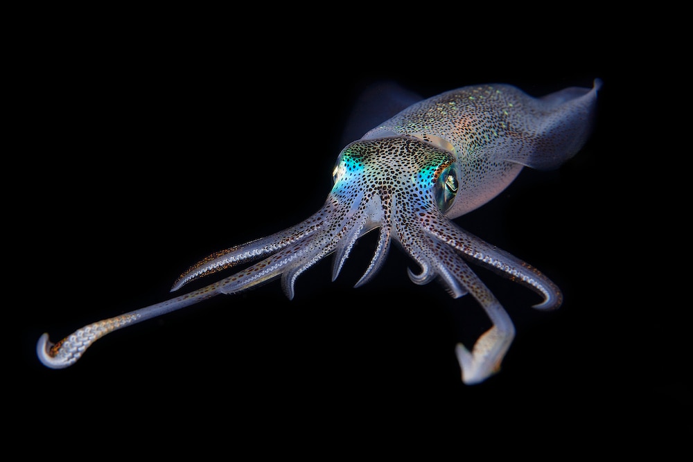 Liz Bigfin reef squid GETTY