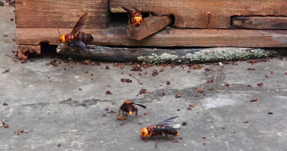 Cassidy Hornets Outside Honeybee Colony
