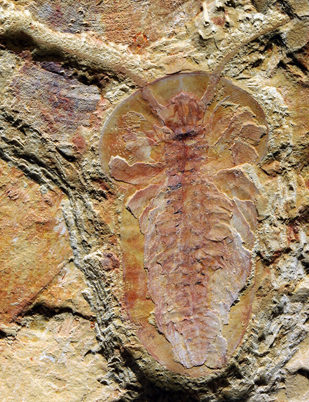 Arthropod fossil