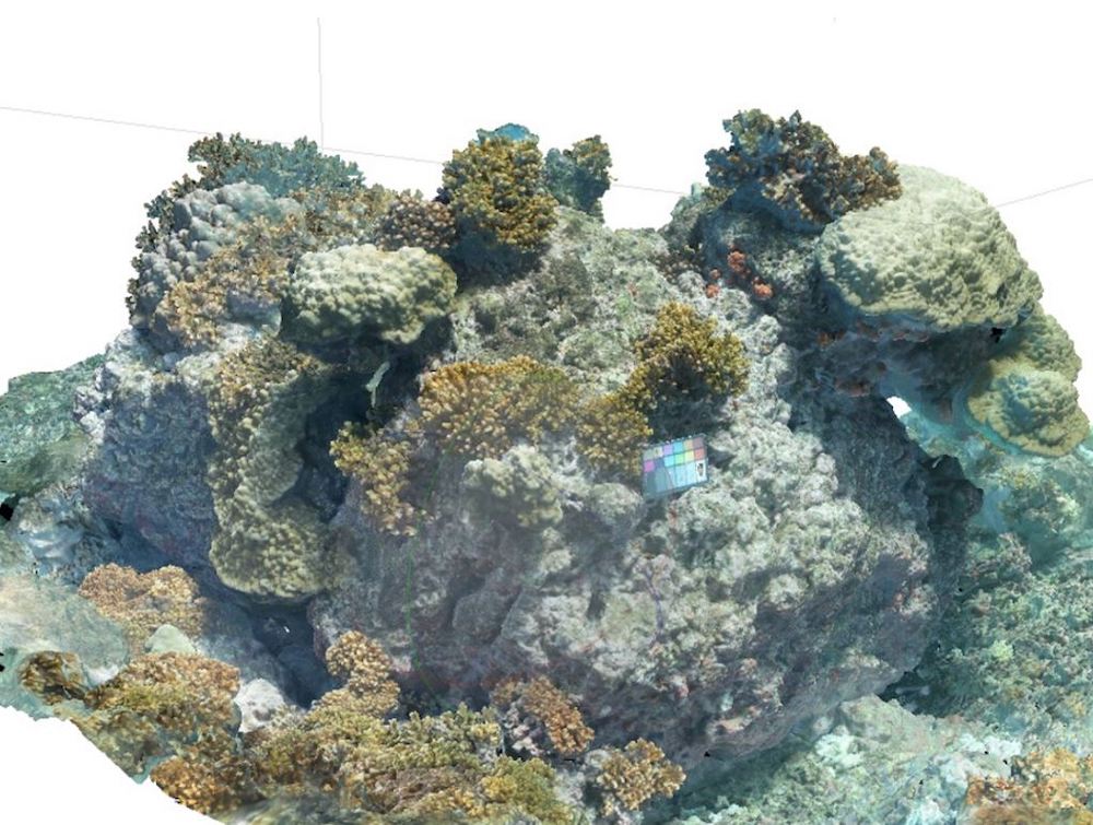3D Model Of Coral Reef