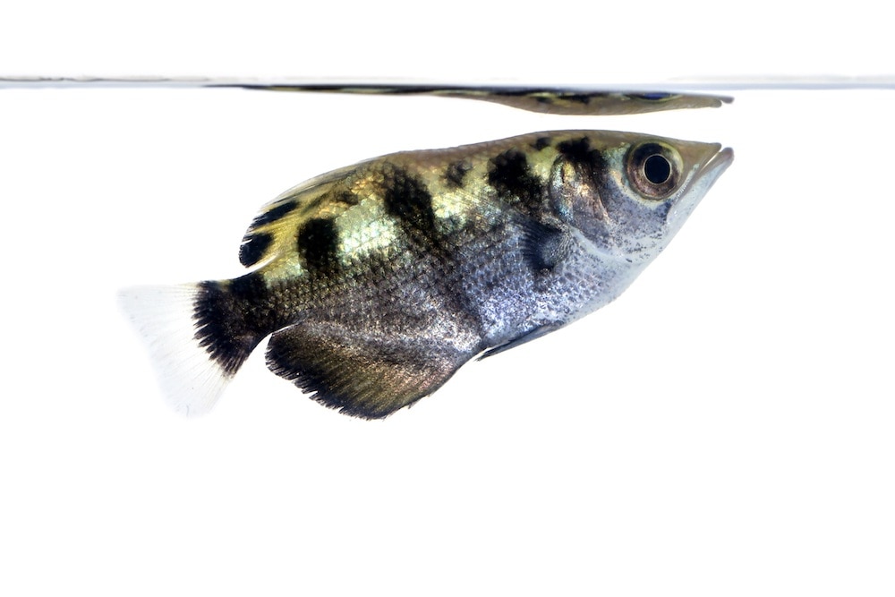Robin Hood of the river! How archerfish evolved to shoot insects out of the air