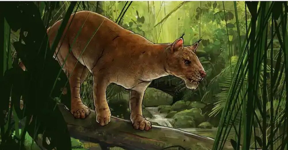 An illustration of the saber-tooth cat.