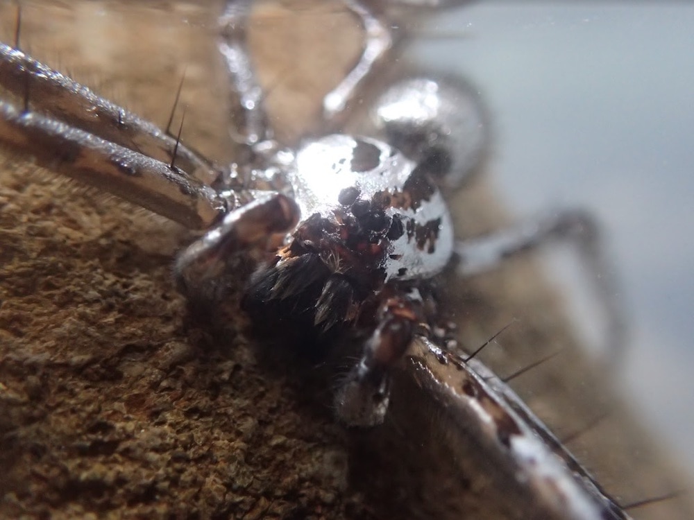 These spiders use fuzzy built-in scuba suits to hide underwater
