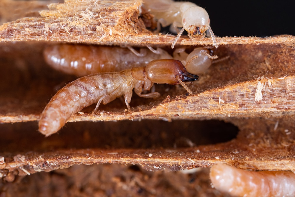 Termites in Wood