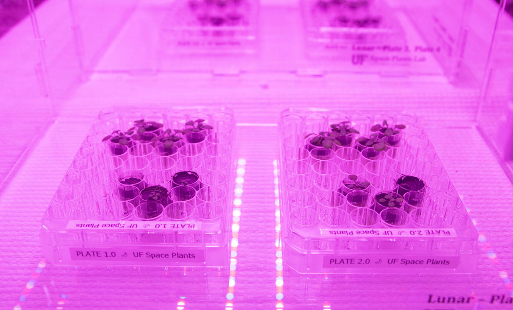 Lunar horticulture: Plants grown in lunar “soil” for the first time
