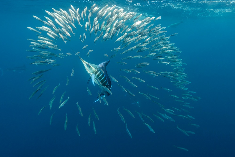 Striped marlin and sea lions feeding on sardines