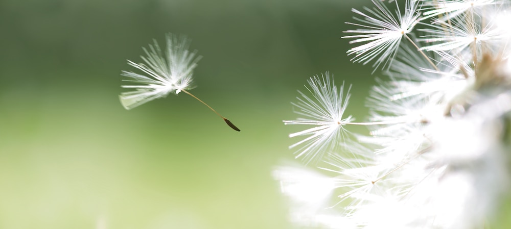 Seed coming away from dandelion