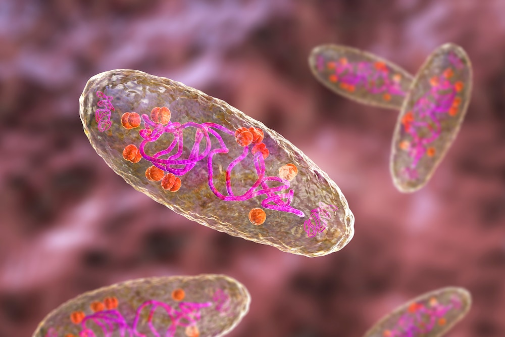 Plague bacteria (Yersinia pestis), computer illustration.