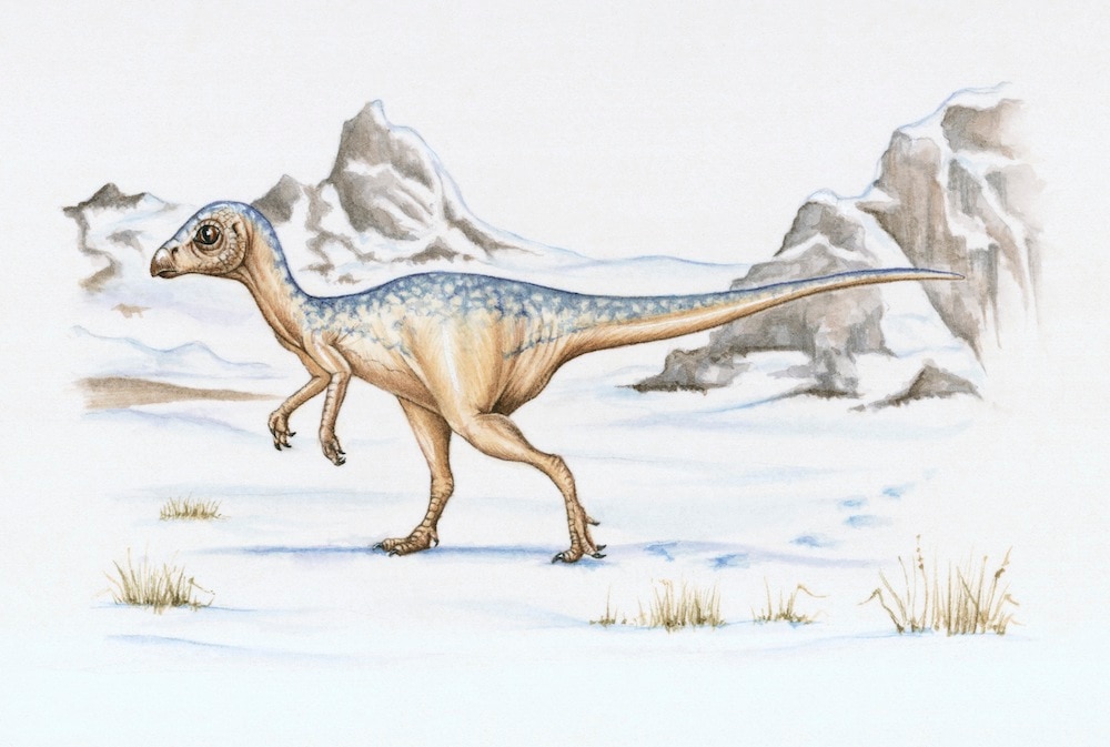 Illustration of Leaellynasaura which lived in polar regions