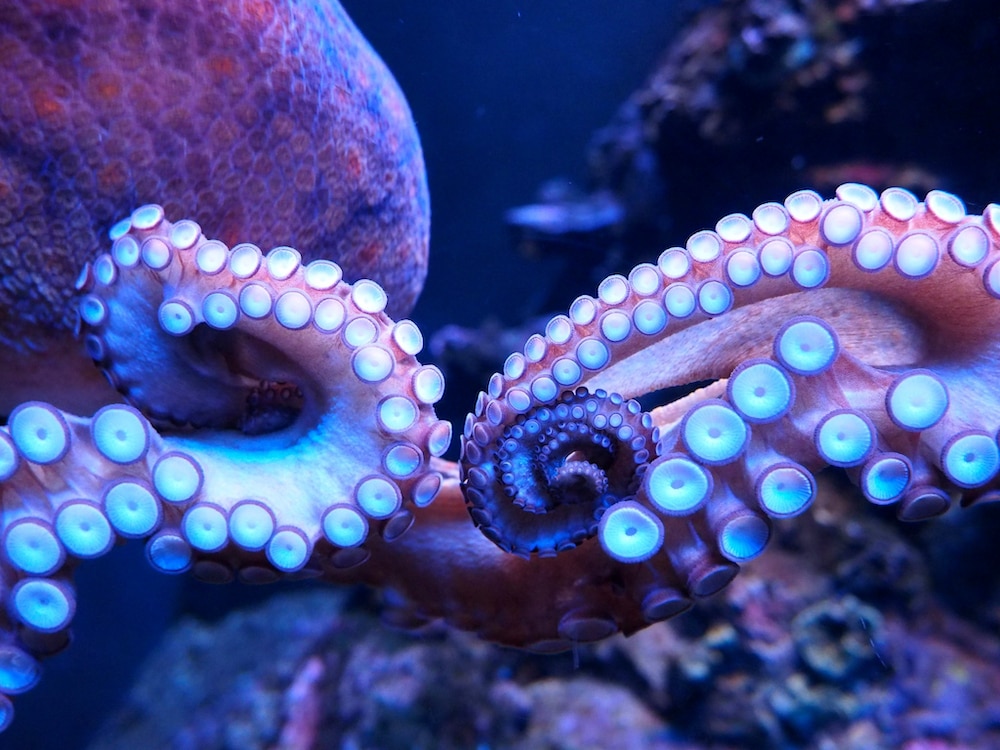 Octopus In Sea