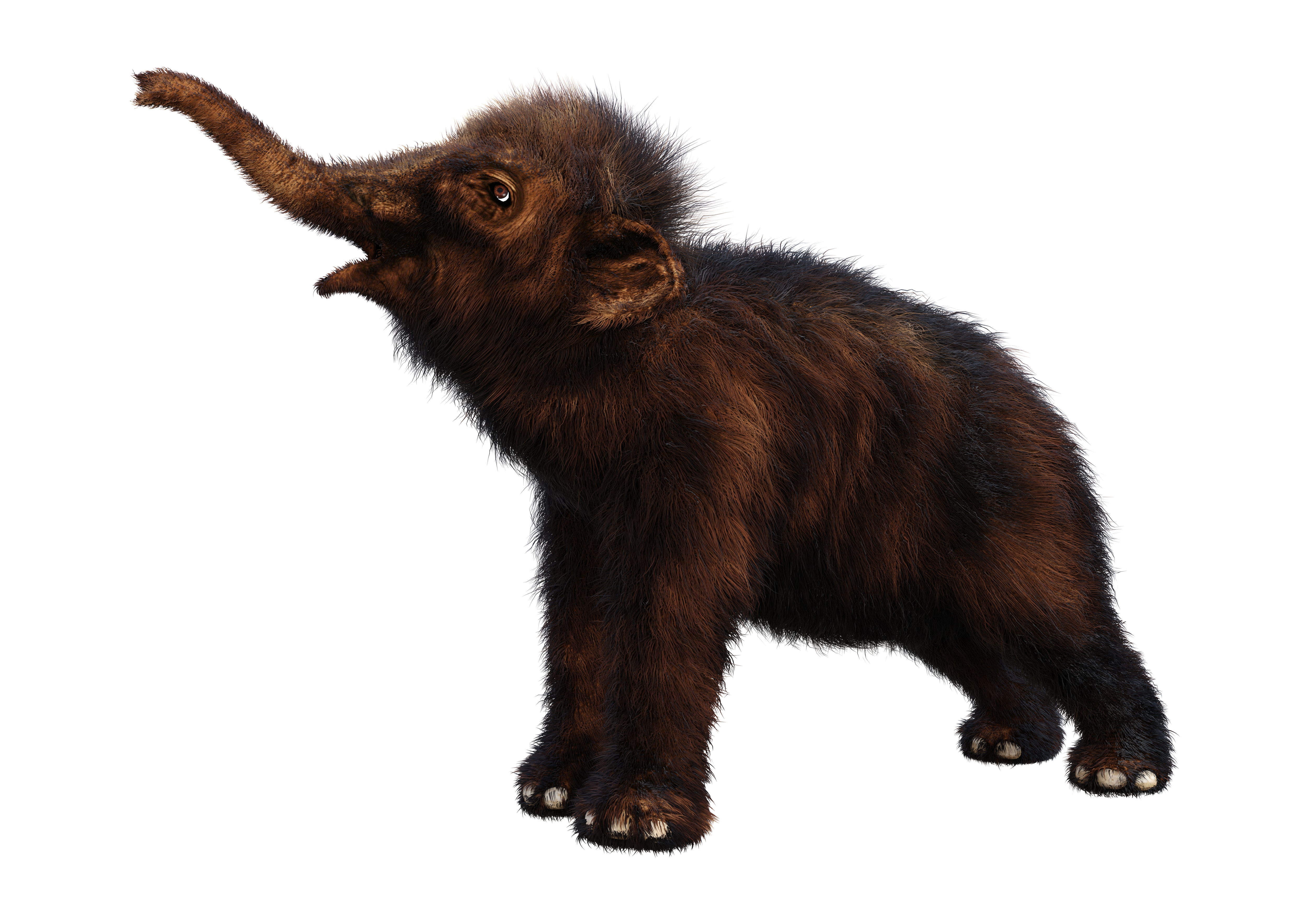 baby woolly mammoth