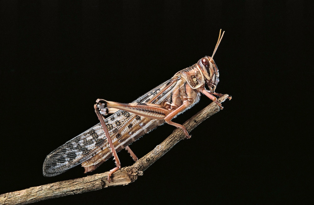 Schistocerca gregaria (desert locust)