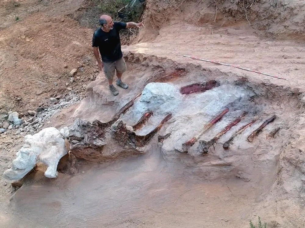 Sauropod Bones Found In Pombal, Portugal