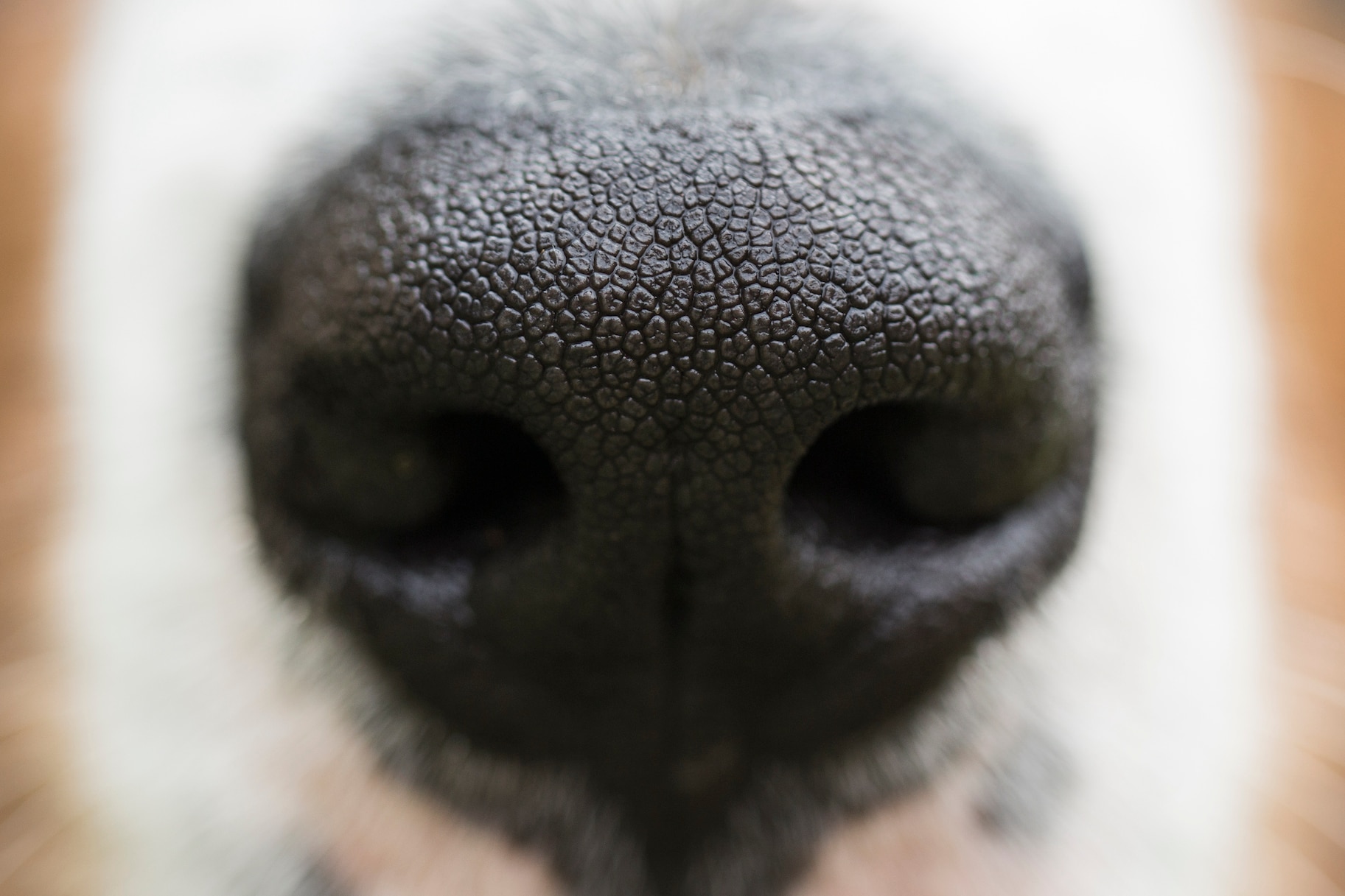 Bernese Mountain Dog puppy nose
