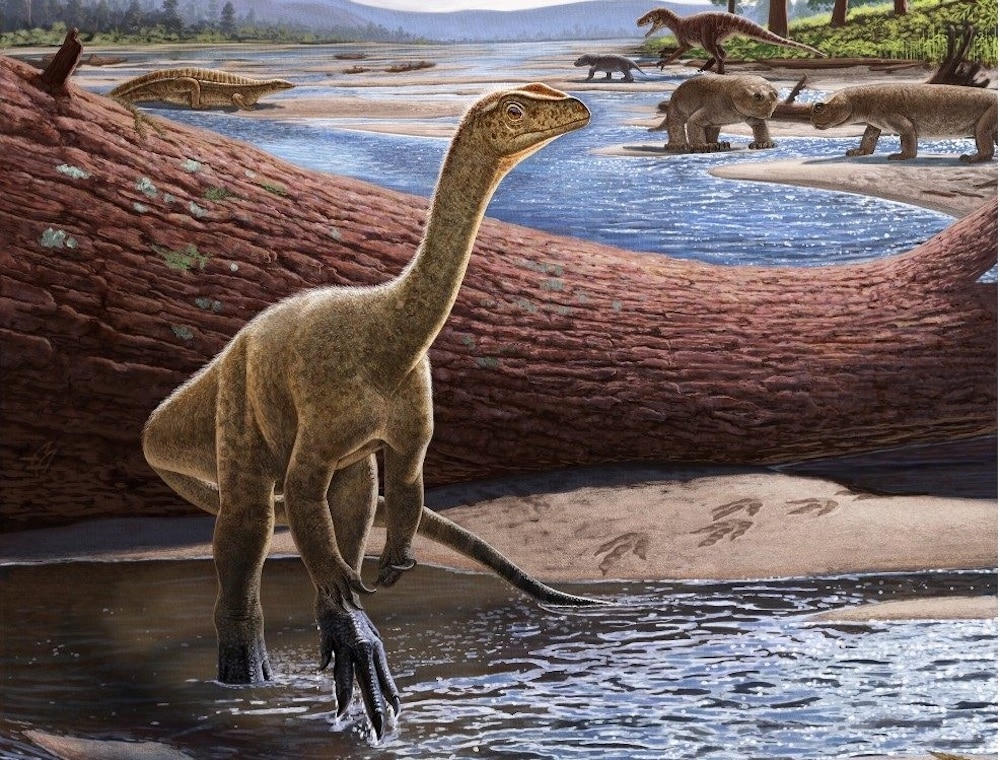 Mberisaurus Reconstruction