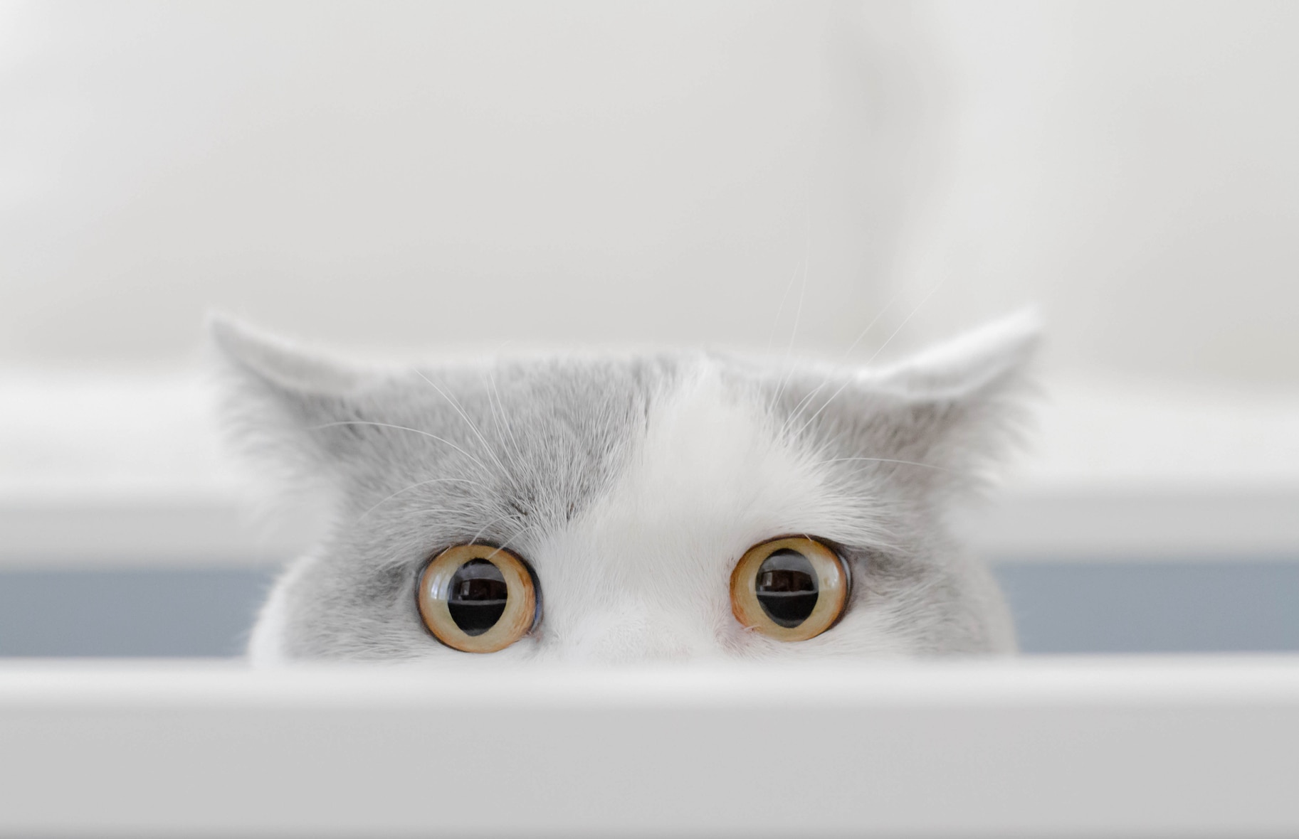 Your cat likely knows when you’re talking to them, they just pretend not to care