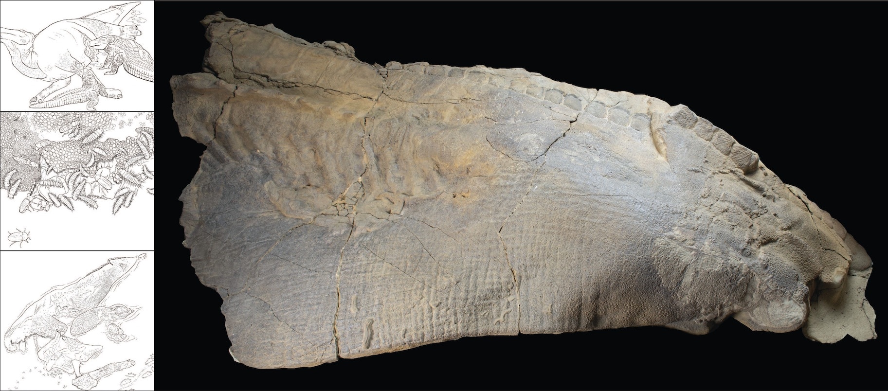 Mummified dinosaur skin and decay illustration