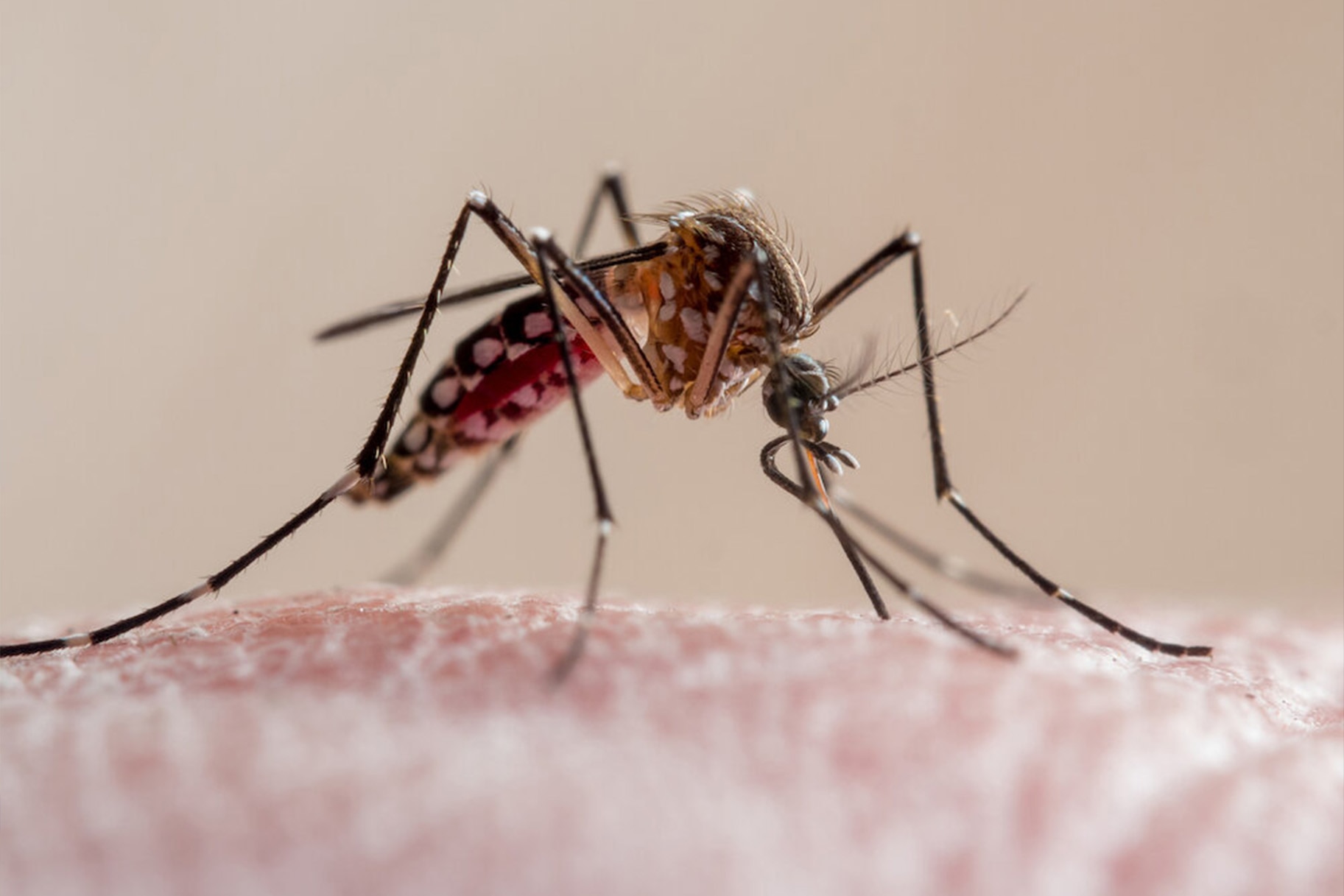Aedes aegypti mosquito GETTY