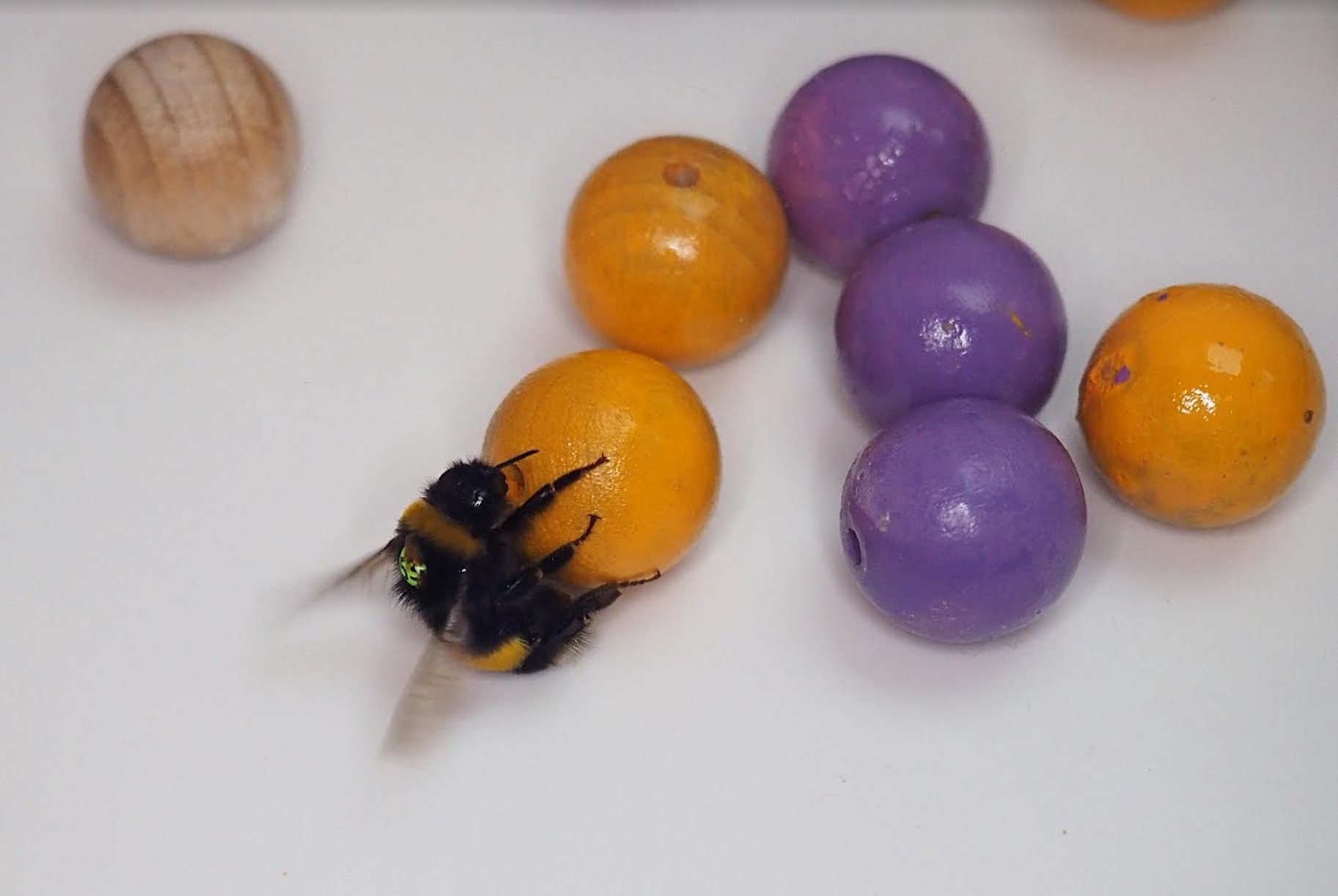 Bee Playing With Wooden Balls
