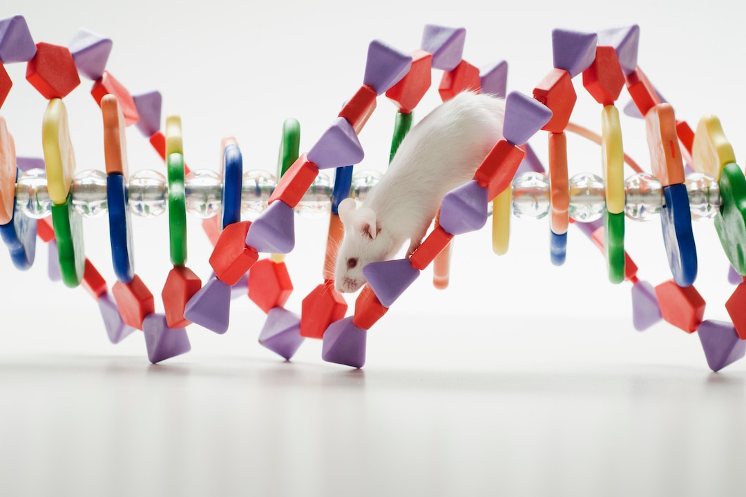Laboratory mouse on DNA model