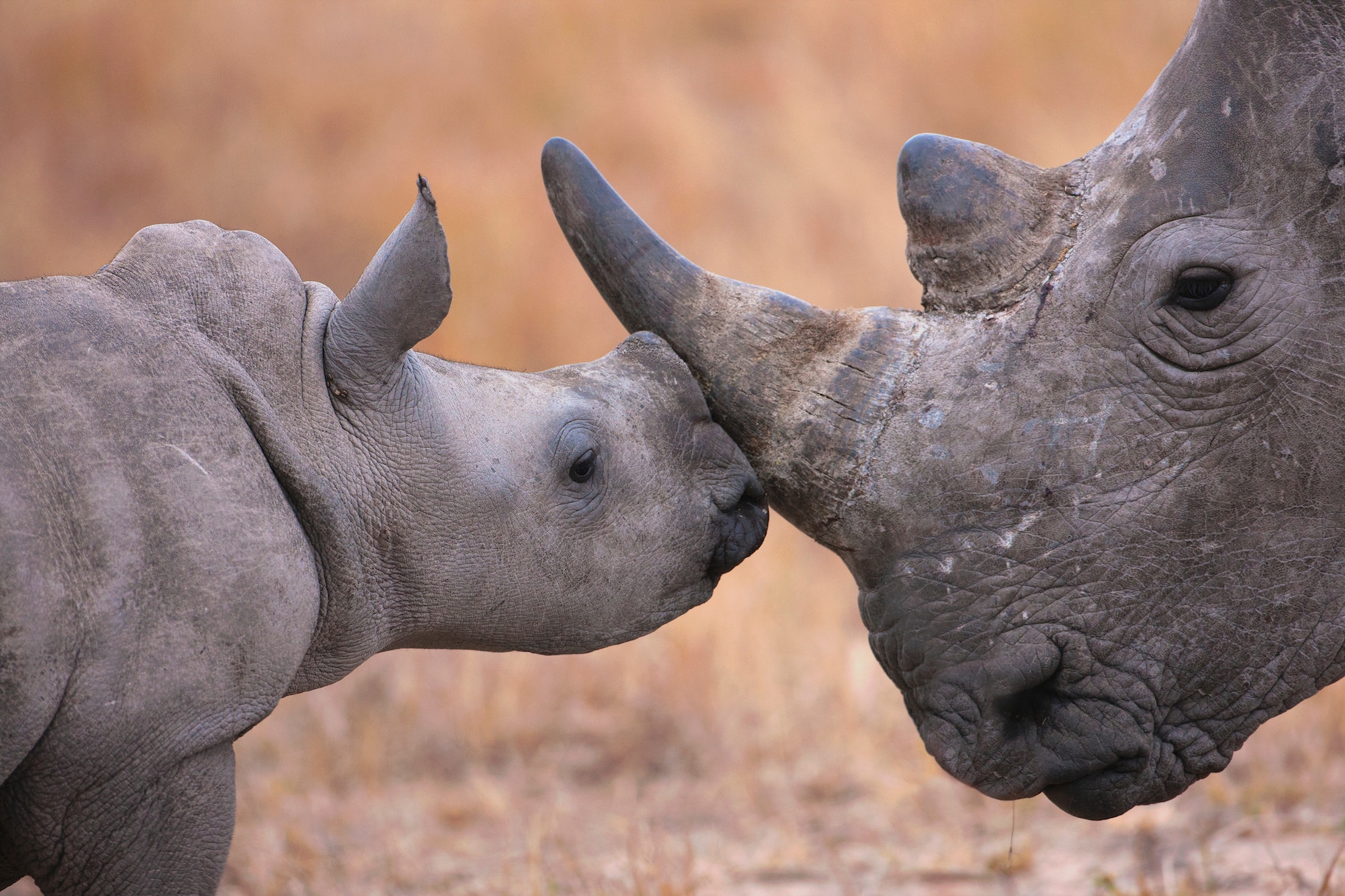 Baby White Rhinoceros and mother (Ceratotherium simum)