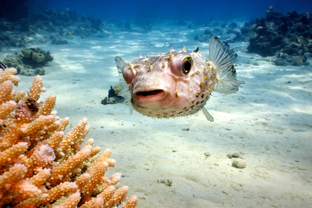 Porcupine fish (diodon hystrix)